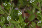 Lewiston cornsalad